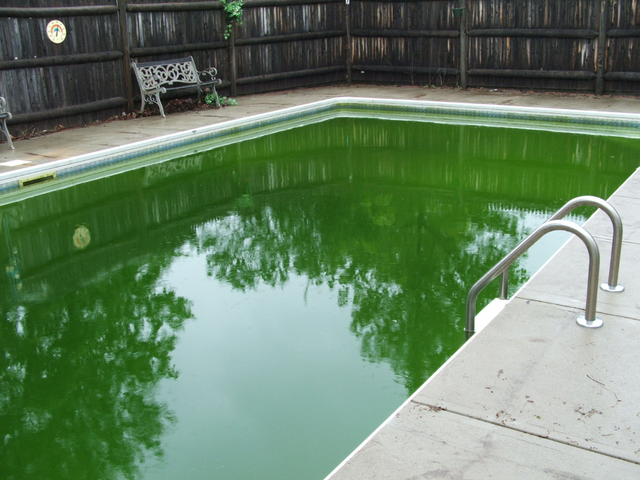 Why is my pool water turning green and how do I fix it?